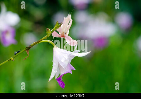 Orchid mantis appoggiata sul fiore, Hymenopus coronatus Foto Stock