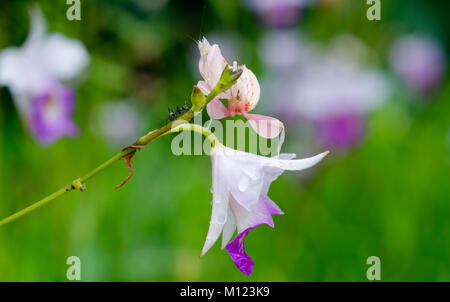 Orchid mantis appoggiata sul fiore, Hymenopus coronatus Foto Stock