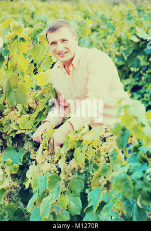Sorridente giovane vignaiolo controllo uva da vino e foglie in giorno di estate Foto Stock