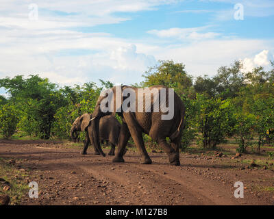Elefante africano (Loxodonta africana), vacca e vitello che attraversano una pista di terra in Zimbabwe, Africa Foto Stock