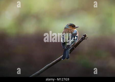 Fringuello arroccato su ramoscello Foto Stock