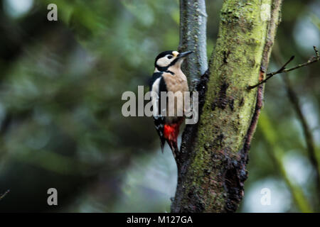 Picchio Great-Spotted su albero Foto Stock