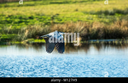 Heron battenti lungo il fiume Foto Stock