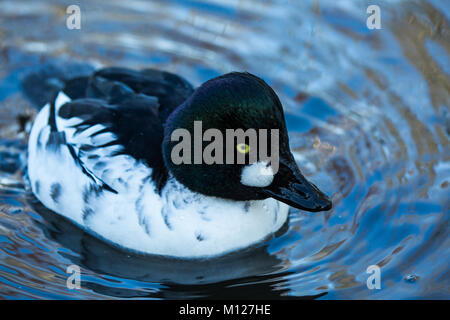 Close-up immagine di un maschio di Goldeneye duck Foto Stock