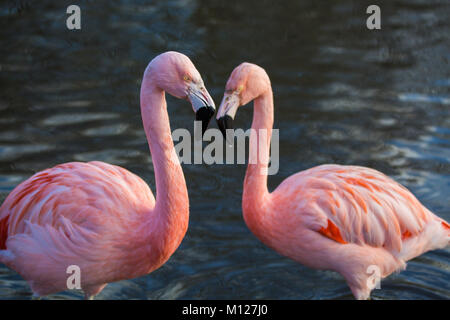 Fenicottero rosa coppia Foto Stock