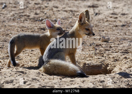 Capo volpe (Vulpes vulpes chama), madre di seduta con cub guardando in alto, al burrow ingresso, Kgalagadi Parco transfrontaliero, Northern Cape, Sud Africa e Africa Foto Stock