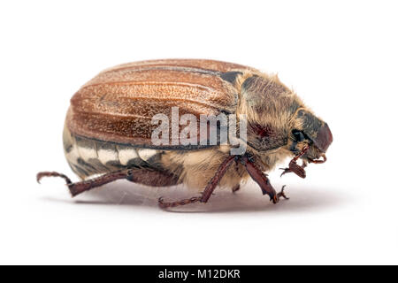 Cockchafer, o può bug (Melolontha melolontha), macro shot, studio isolato. Foto Stock