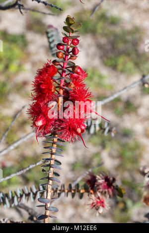 Scarlet Featherflower (Verticordia grandis). Un colorato nativi Australiani arbusto che cresce allo stato selvatico in Australia Occidentale Foto Stock