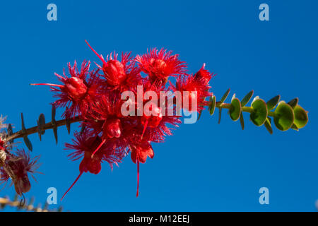 Scarlet Featherflower (Verticordia grandis). Un colorato nativi Australiani arbusto che cresce allo stato selvatico in Australia Occidentale Foto Stock