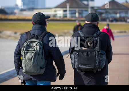 Il Frisone Orientali isola del Mare del Nord di Norderney, inverno, seniors passeggiate sul lungomare con barbone in uno zaino, Germania Foto Stock