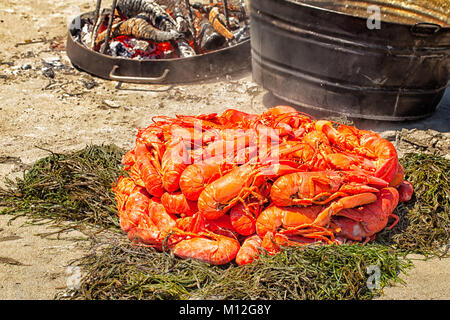 Lobster cuocere su una spiaggia del Maine. Decine di fresco intero di aragoste cotte a vapore in una grande pentola su un fuoco di legno e girata su un letto di alghe. Estate tradizione. Foto Stock