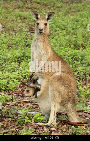 Un bambino Kangaroo tutte affogate nella sua mamma del sacchetto. Foto Stock