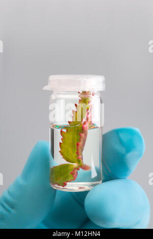 Impianto esemplare in mani guantate su sfondo neutro, spazio di testo Foto Stock