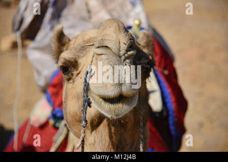 Passeggiate a dorso di cammello nel deserto del Thar, Rajasthan, India