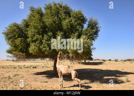 Cammelli che pascolano nel deserto di Thar, Rajasthan, India Foto Stock