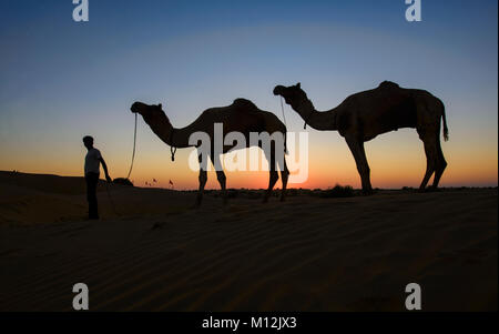 Cammelli al tramonto, il Deserto di Thar, Rajasthan, India Foto Stock