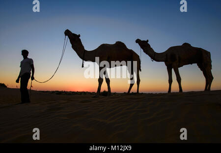 Cammelli al tramonto, il Deserto di Thar, Rajasthan, India Foto Stock