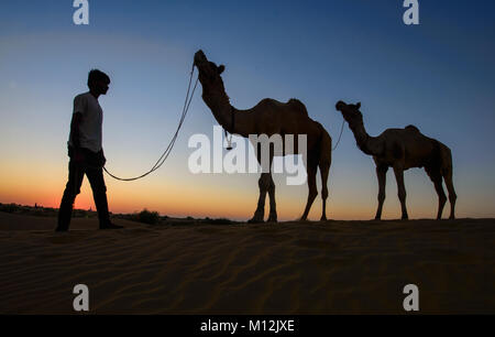 Cammelli al tramonto, il Deserto di Thar, Rajasthan, India Foto Stock