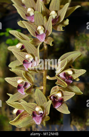 Devon di Cymbidium Orchid - Cymbidium devonianum dall India e Himalaya Foto Stock