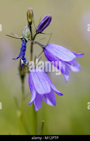 Harebell comune (Campanula rotundifolia) a Bodenburg Butte centromeridionale in Alaska. Foto Stock