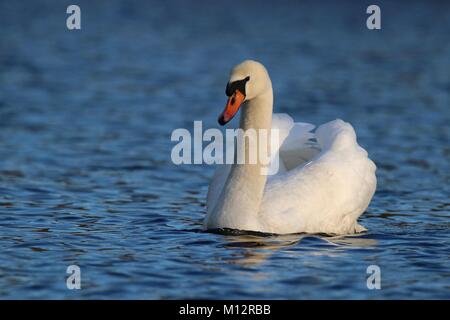 Un bel bianco cigno Cygnus olor nuoto su un lago blu. Foto Stock