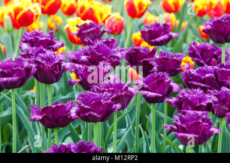 Letto di fiori pieno di tulipani colorati in giardino tulipani misti fiori Foto Stock