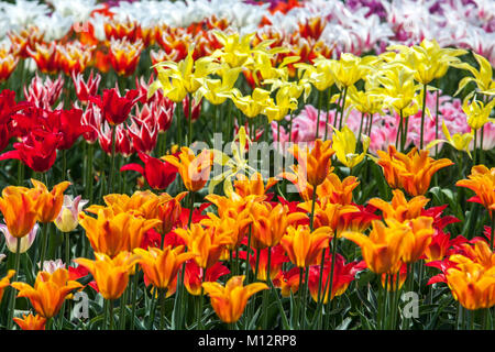 Letto di fiori pieno di tulipani colorati, fiori misti in giardino primaverile fiorito insieme Foto Stock