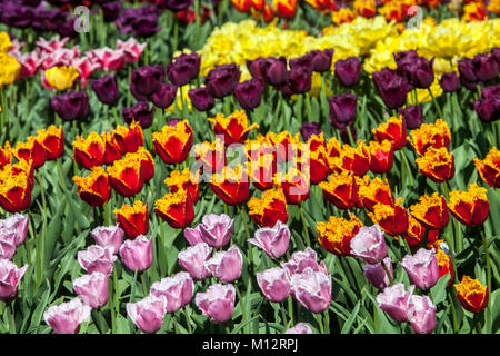 Aiuole di tulipani pieni di tulipani colorati, fiori da giardino rossi, rosa e arancio Foto Stock