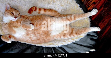 Lo zenzero giocoso gatto con il viso carino e torace bianco giacente sulla sua schiena Foto Stock