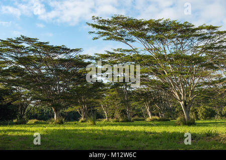 Koa alberi acacia koa kauai hawaii Foto Stock