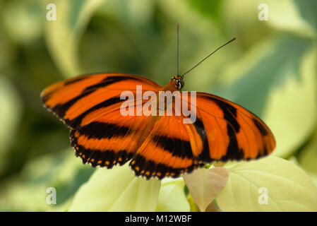 Nastrare farfalla arancione Foto Stock