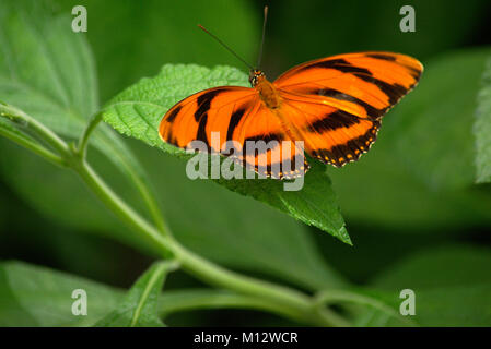 Tiger Striped Butterfly Foto Stock