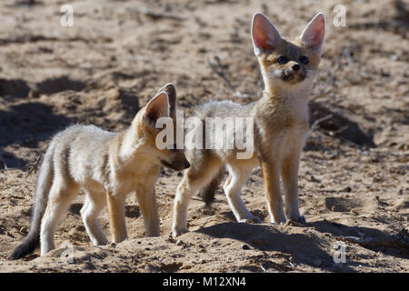 Capo volpe (Vulpes vulpes chama), due cuccioli guardando dalla parte superiore del burrow ingresso, Kgalagadi Parco transfrontaliero, Northern Cape, Sud Africa e Africa Foto Stock