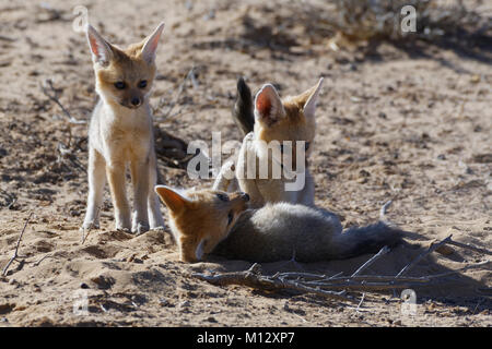 Capo volpe (Vulpes vulpes chama), due cuccioli giocando, uno in piedi dietro, Kgalagadi Parco transfrontaliero, Northern Cape, Sud Africa e Africa Foto Stock