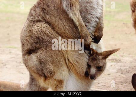 Kangaroo con il bambino in una custodia Foto Stock