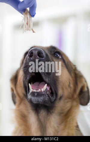 Vet conferisce al cane un pezzo di carne come una ricompensa Foto Stock