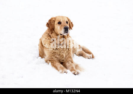 Vecchio golden retriever cane ritratto invernale con la neve Foto Stock