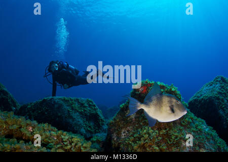 Scuba Diver e grigio pesci balestra (Balistes capriscus) nel Mar de las Calmas riserva marina (El Hierro, Isole Canarie, Spagna) Foto Stock