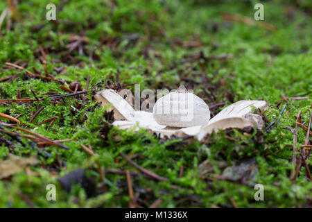 Messa a terra dal becco-stella fungo Foto Stock