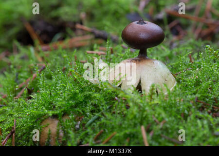 Messa a terra dal becco-stella fungo Foto Stock
