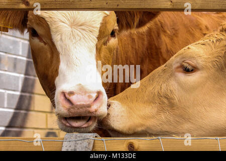 Vacche kissing - Due mucche in un paddock. Vacca bianca cercando come baciare una mucca marrone sulla guancia nel suo paddock Foto Stock