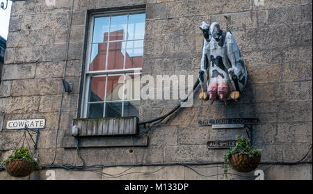 Parete esterna dell'edificio a Cowgate, Old Town, Edimburgo, Scozia, Regno Unito, con il retro della mucca modello bizzarro e mammelle Foto Stock