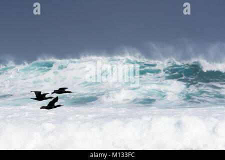 Tre Cape cormorano (Phalacrocorax capensis) volando sul mare mosso, Capo di Buona Speranza, Cape penninsula, Sud Africa Foto Stock