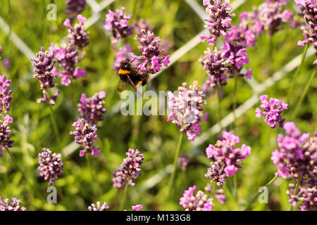 Bee di impollinazione di piante di lavanda - Extreme close-up shot di un ape nettare di raccolta da una pianta di lavanda Foto Stock