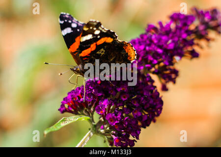 Close-up di tartaruga Butterfly nettare di raccolta su Butterfly Bush - Il comune di farfalla nel Regno Unito la raccolta di nettare da un viola Buddleia Davidii fiore Foto Stock