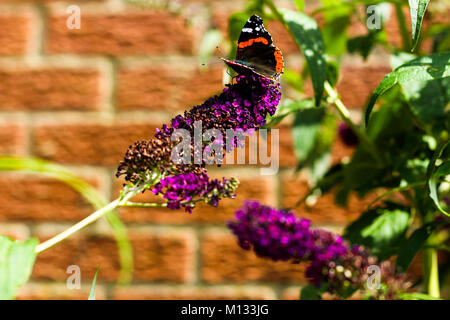 Tartaruga farfalla sulla Butterfly Bush - Il comune di farfalla nel Regno Unito la raccolta di nettare da un viola Buddleia Davidii fiore Foto Stock