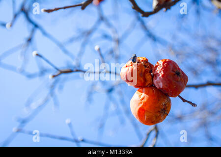 Apple a secco, cotogne frutta marcia sull'albero nel frutteto, alimenti biologici. Foto Stock