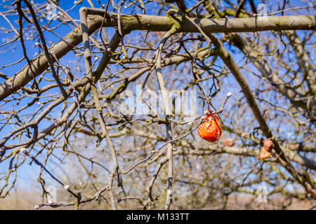 Apple a secco, cotogne frutta marcia sull'albero nel frutteto, alimenti biologici. Foto Stock