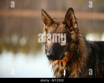 Bellissimo pastore tedesco cane Foto Stock
