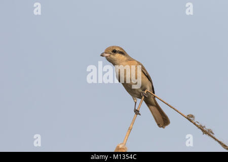 Bella Isabelline Shrike uccello appollaiato su un ramoscello secco con uno sfondo pulito Foto Stock